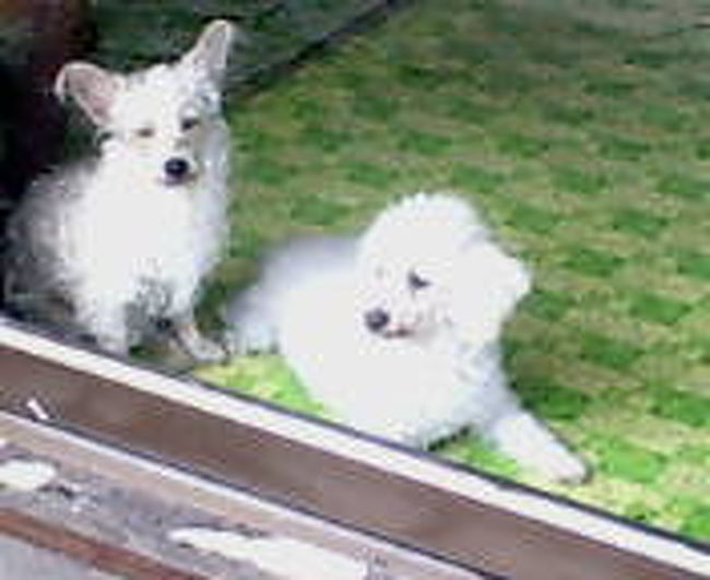 どこのお店でも、犬が沢山いる。