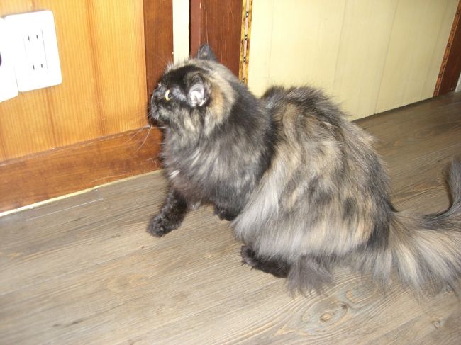 そのねこちゃんがドアをあけようとしてるとこ☆<br /><br />可愛い〜☆