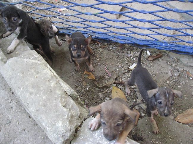 駅の近くには犬が多い。<br /><br />飼い猫はたまに見かけるけど、<br />飼い犬はほとんどいない。<br /><br />市場や食堂だと蹴られるので、野良犬は駅が好き。<br />僕も駅が大好き。