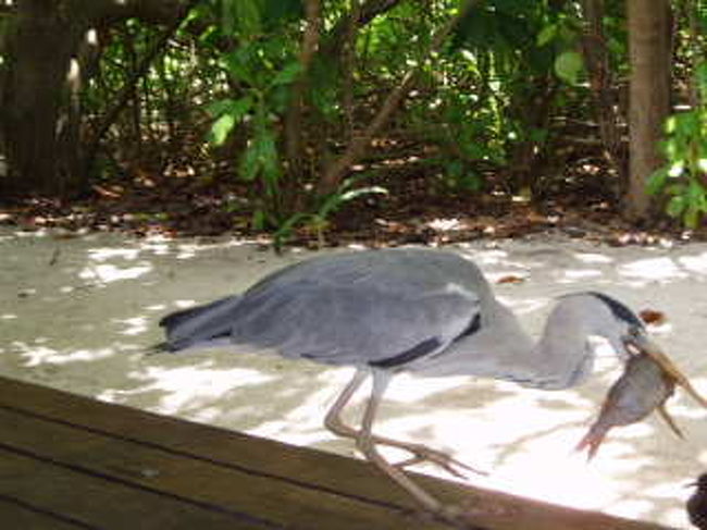 昼寝をしていると・・・私の寝ている場所から１メートルも離れていませんでした。カメラを取りシャッターをきっても、マイペース。この後、魚を加えたままビーチの方に消えていきました・・・・。