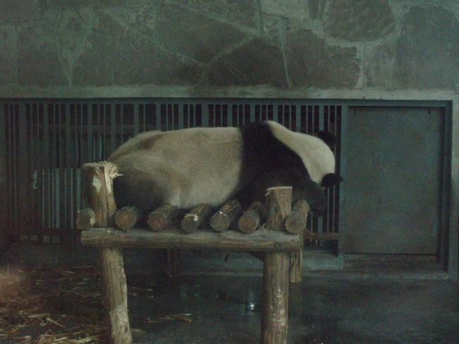 昼間なので、寝ています。<br />冷房の効いた快適な部屋で。<br /><br />起きているのは子供パンダと空腹で笹を食べているパンダ。