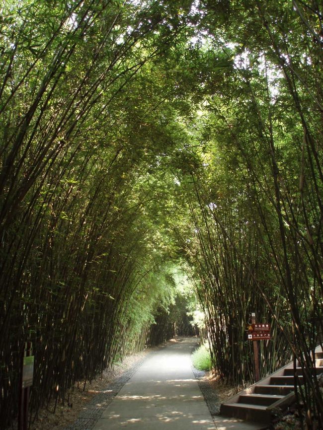 園内のパンダエリア同士を結ぶ道は、パンダ園らしく、竹に囲まれている、日差しが竹の間から差し込む様子は素敵。