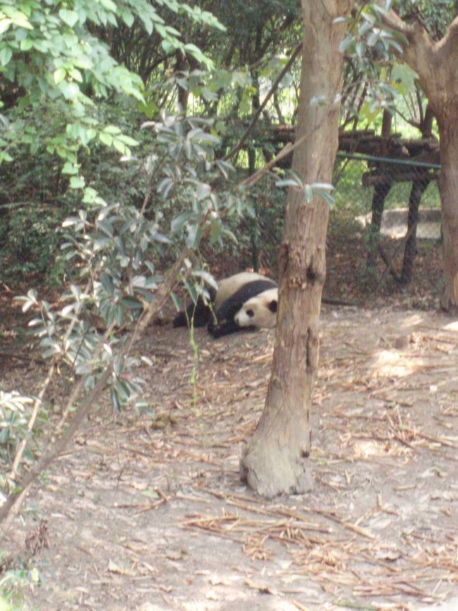 １頭だけ、そとにいました。しかし、ぐーたら寝てます。暑いか