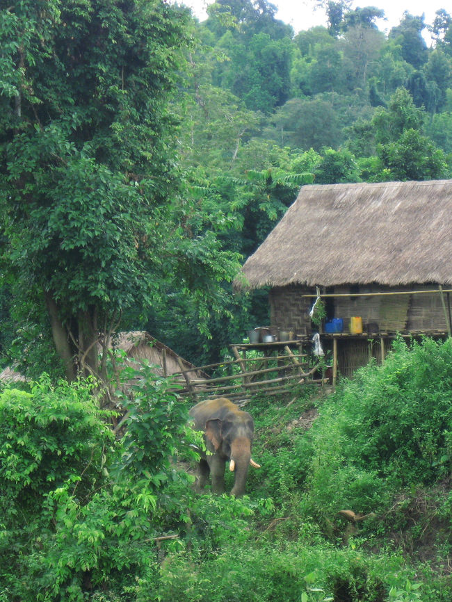 違いといえば……象が普通にひとりで歩いていること！！！<br /><br />表紙の写真も、村の中をふらついていたときのもの。