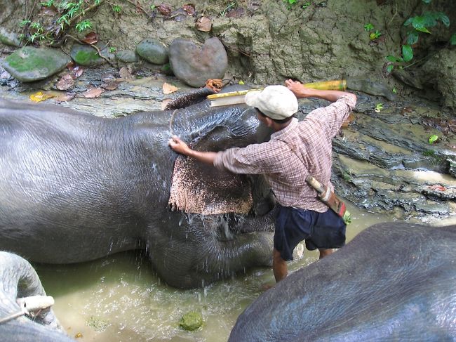 そして水浴び。<br /><br />その所作からも、象がとても大切にされているのが分かる。