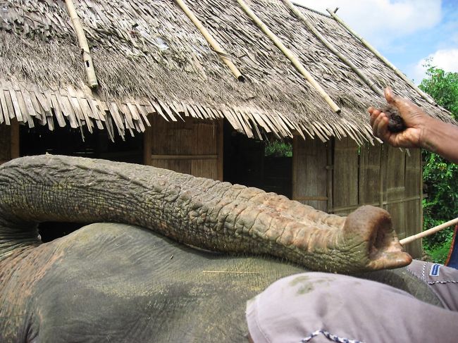 象のおやつタイム。<br />人間の鼻にはひどく複雑な匂いにに感じるこげ茶色の塊(写真の手に持っているもの)だけど、象にはとっても魅力的らしく、懸命におねだり。もっともっとって。