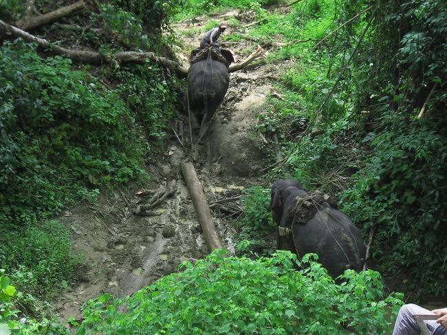 伐採された丸太(アイアンウッド)を運ぶ象さん。