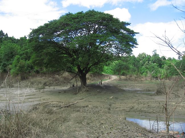 この大樹とともに、絵のようにすてきな思い出。
