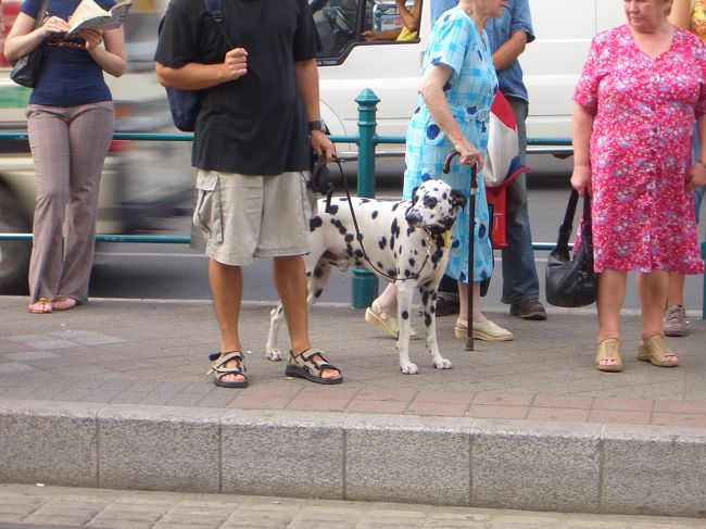 本日はヤーノシュ山を登り、ブダペスト一帯を眺め、その後はリフトで下山する予定☆海外で山に登る事になるとは思ってもいませんでしたが、楽しみ〜☆<br /><br />写真は西駅でトラムを待っている時に見かけたダルちゃん。いい子ね〜感心しちゃうわ☆