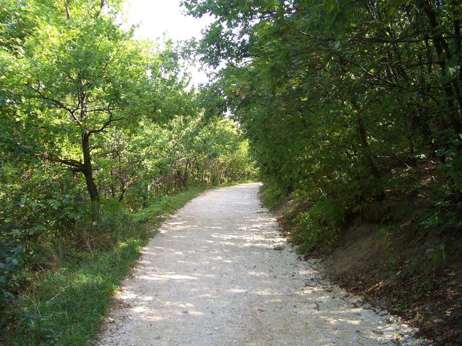 その後、こんな山道を登っていきます。道はきちんと整備されているものの、長く歩いていると足がヨロヨロ〜〜〜〜。