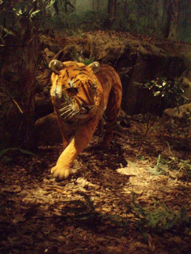 翌日、強風・大雨。台風が来ているらしい。<br />九龍エリアを歩く、と思っていたが屋内メインで。<br />香港歴史博物館に。<br />香港の太古の昔から返還までの歴史を展示しているところ、かなりおススメの博物館。全然飽きない。<br /><br />というわけで、太古には虎がいたらしい。<br />