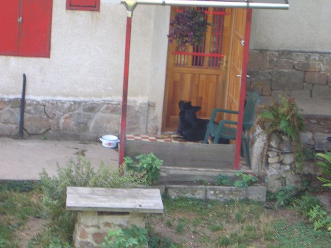 飼われているシェパード氏。