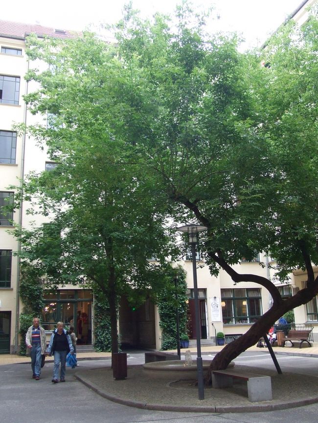 緑あふれる中庭が迷路のように続きます。