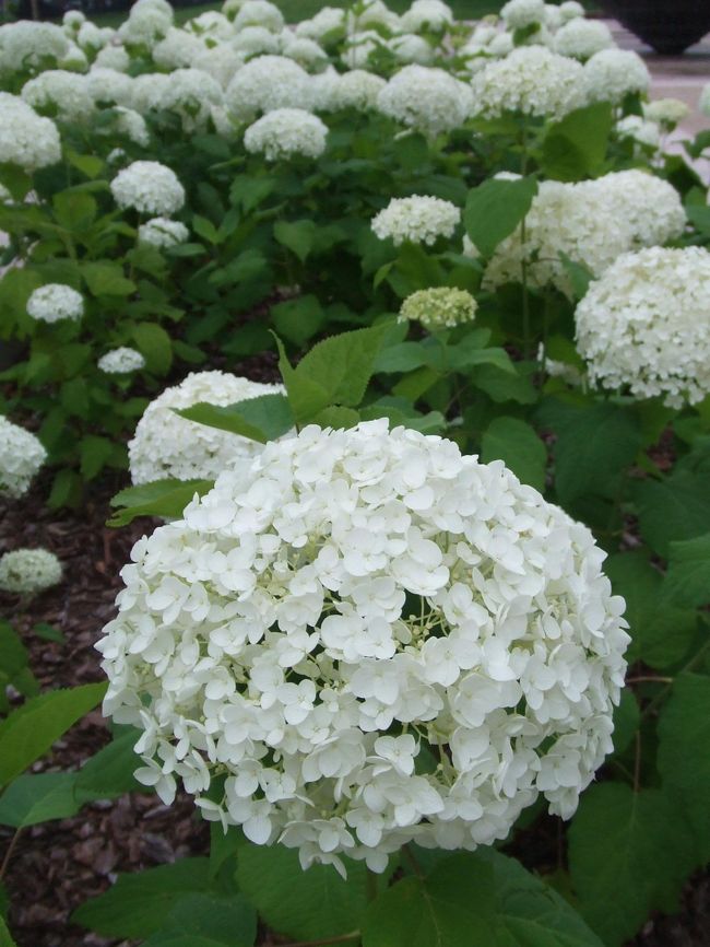 白いあじさい。<br />今度はショッピング中心で来たいな、ベルリン。