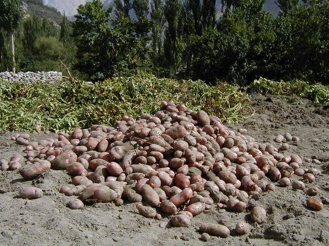 フンザはじゃがいもが有名です。