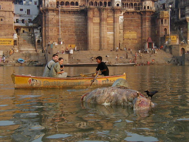 牛の死骸が流れてました。