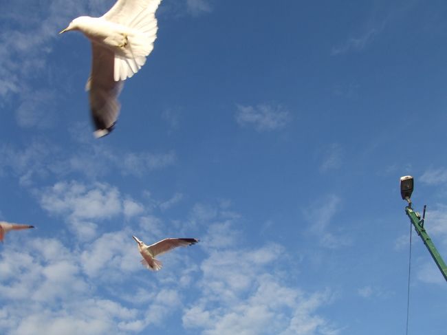 かもめ、かもめ、、