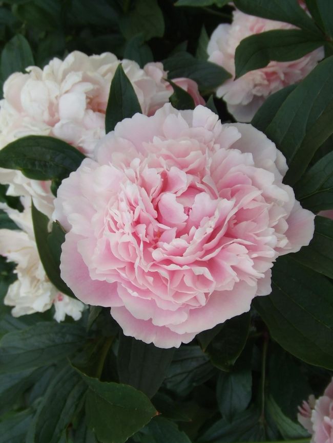 ここにあるすべてが、潔い美しさを惜しげもなくさらしている、、、なんかこちらの視界もくっきりしてくるような。