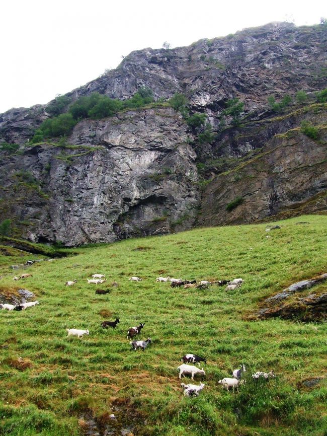 絶壁にヤギがわらわらいました。<br />