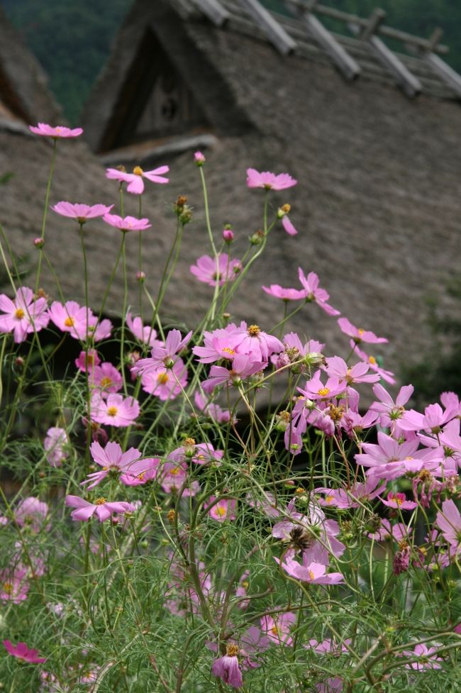 時期がよくコスモスも咲いていていました。