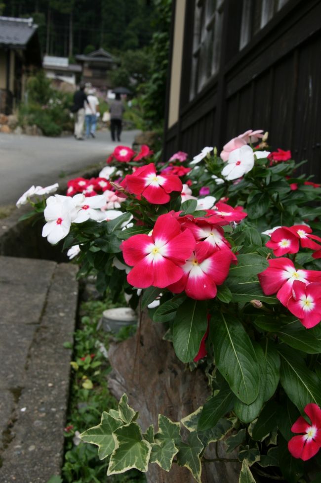 道沿いの植えられたお花もきれい〜