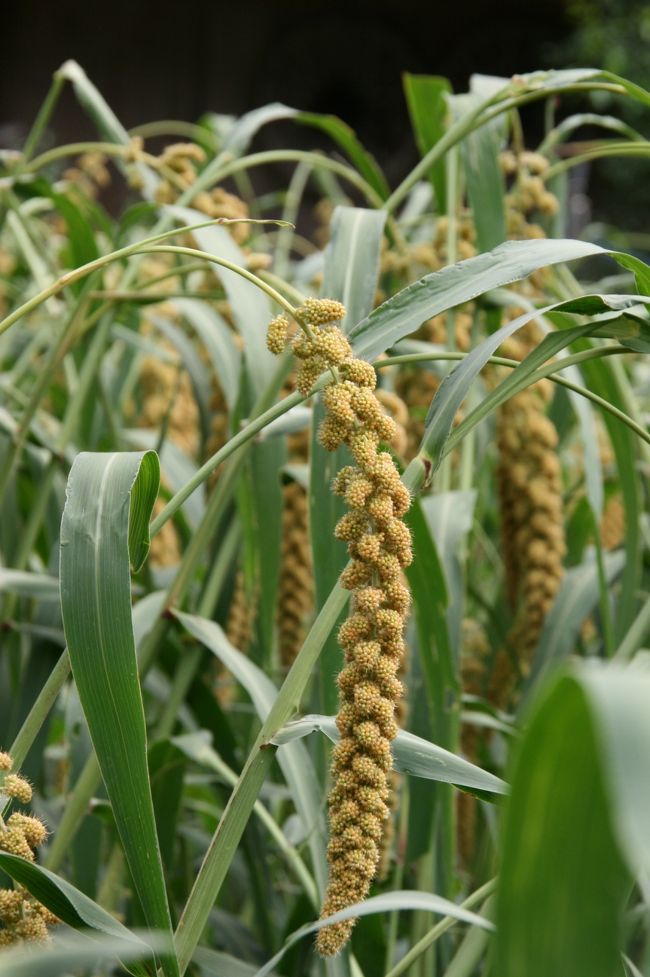 これは。。。粟？ヒエ？それとも違うものなのかな？<br />すみませんわかりませ〜ん。<br />これももうすぐ収穫時期のようです。