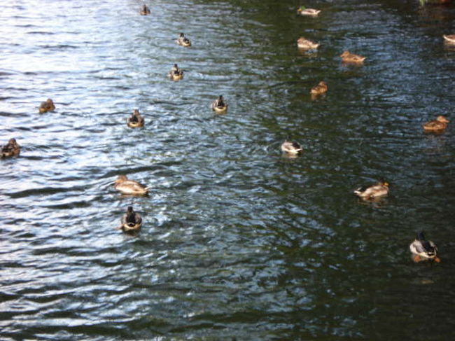 カモも楽しんでいます。