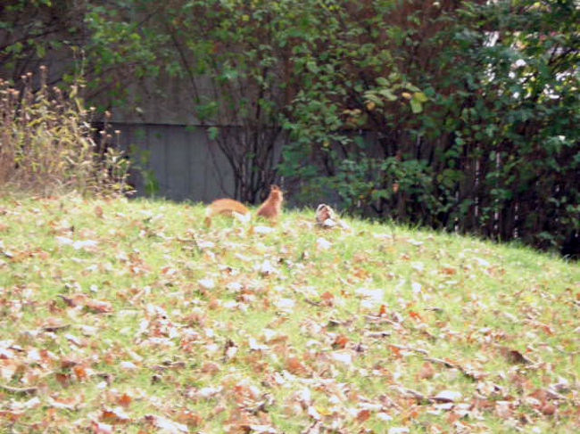 こんなところにリスが。