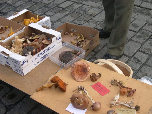 みつぼしだといちころといっていた。フィンランドの森でよく見かけるきのこがあったがほとんど目立つのは毒キノコ。我々では採取できないと思った。以前Kemi川沿いのKivoloの森に秋に入ったことがあったが、たくさんのきのことりのグループにあったことをおもいだす。