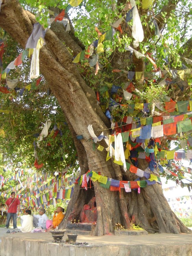 聖母マーヤ夫人がブッダ出産の前に体を横たえ休めたといわれる聖なる菩提樹<br />