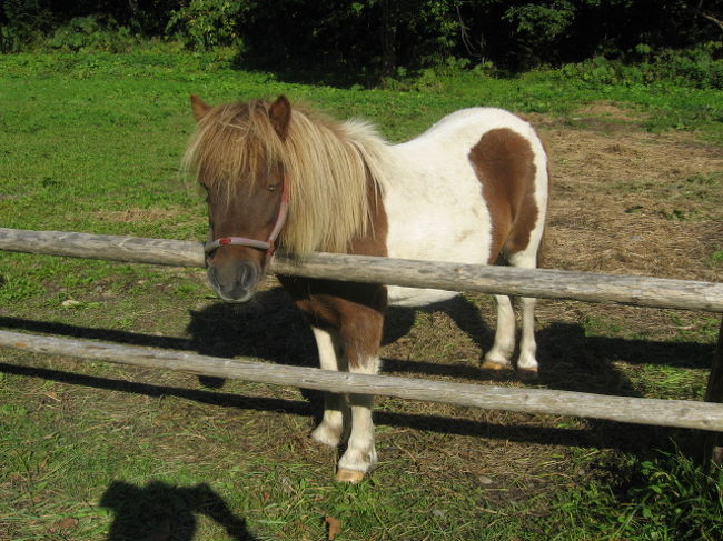 途中で人懐っこい子馬ちゃんと遭遇♪<br />小さくてコロンと丸い体系に親近感（＠＾＾）ゞ 