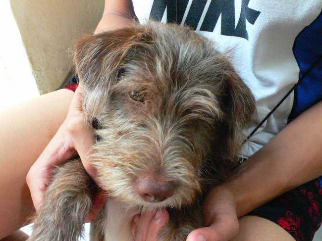 ゲストハウスにいたワンコ、コーリー君。とっても人懐っこくてかわいい。<br />生まれたての子犬もいました。<br /><br />このゲストハウスのお兄さんたち、日本人の彼女を募集中だそうです。<br /><br />