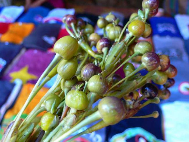 現地の人が食べていた実。名前は不明。<br /><br />昨日二人でラオＴシャツを15枚も買った店の人がくれた。<br />淡白な栗のような味がした。