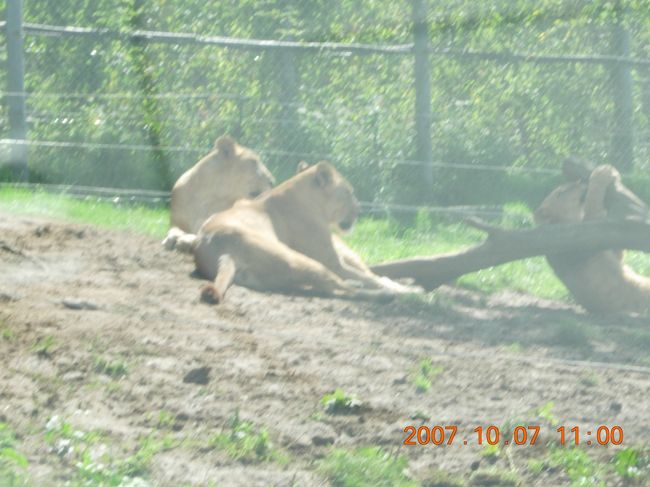 さすがに間近で見れると面白い