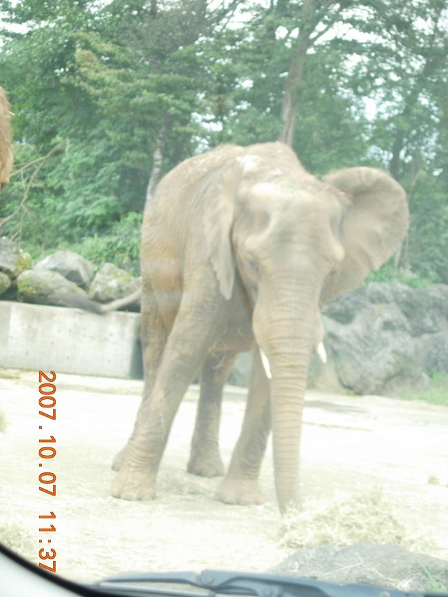 大物には子供の食いつきも良かったです<br />わかりやすいから？