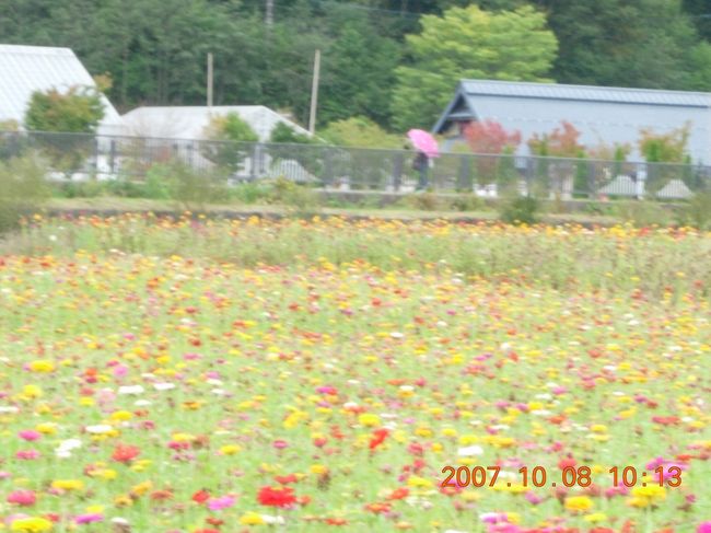 道路沿いからも十分にお花が楽しめました