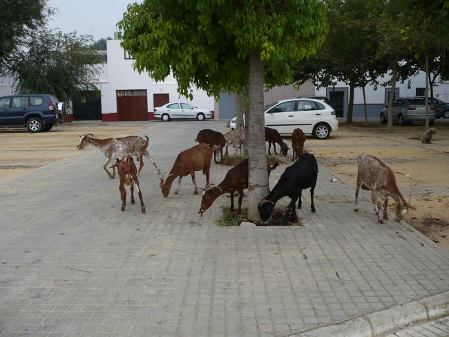 山羊、羊があちこちに、コリア・デル・リオは<br />こんな町です。