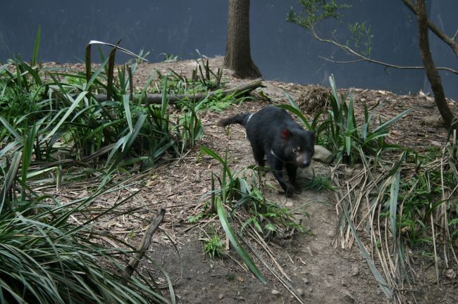 夜が明けて、今日はサンクチュアリーという動物園へ。<br />オーストラリアには珍しい動物がいっぱい。<br />初めてタスマニアデビルを見ました。<br />エキサイトしてバトルする場面に遭遇-こわいこわい。