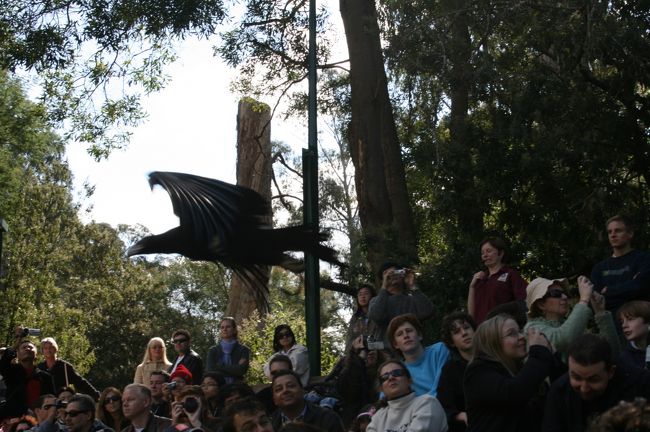 パロットフライトという、鷲のショーです。<br />鷲が観客の頭をスレスレに飛んでいきます。