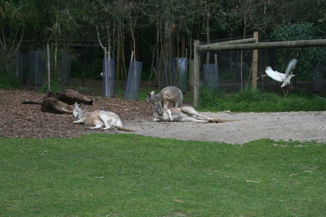 カンガルーはやる気ナシ。