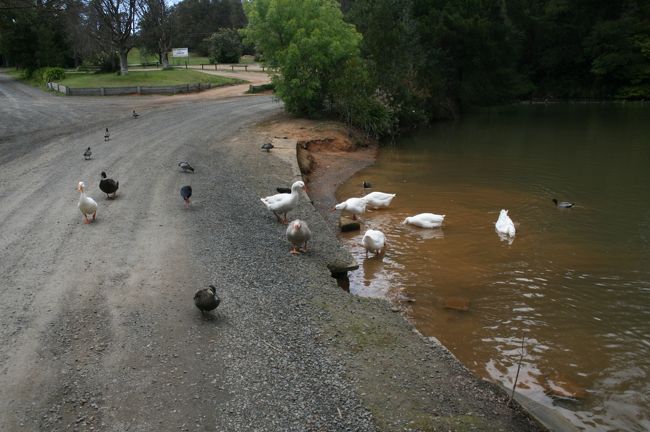 ステイさせてもらったJaneさんの家から徒歩1分にある池。なんとカモノハシが生息しているのです。<br /><br />でもステイ中に出会うことはありませんでした。残念。
