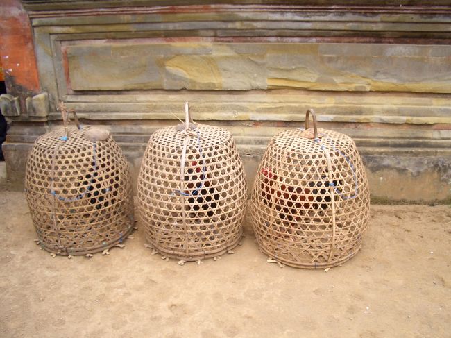 庭にたくさんいた鶏。<br />鳥インフルエンザになったら、こいつらのせいです。