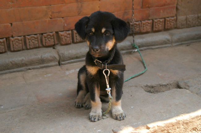 パナウティにて。寂しそうなわんこ。