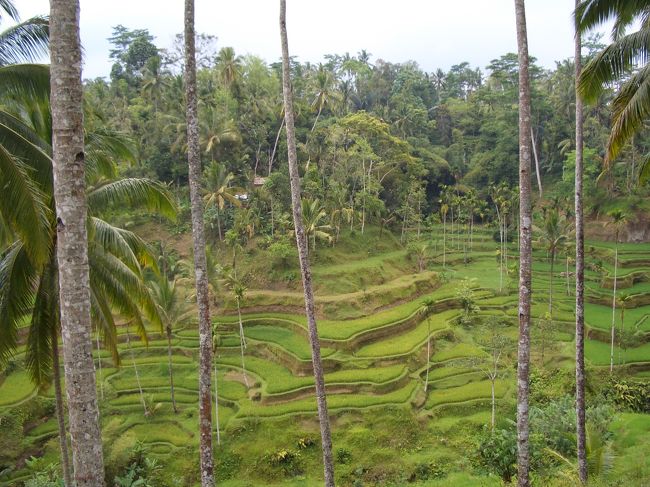 ライステラスはとてもきれい。<br />ただ、車を止めると、どこからともなく絵はがきや民芸品を手にしたばあちゃんや子供が集まってきて、あっという間に取り囲まれます。<br />最初、2万ルピアと言っていた絵はがきを1万ルピアで買いました。結構汚れているのも多いので、きちんと選ばせてもらいましょう。<br />ただ、母は1万ルピアと間違えて10万ルピアを渡してしまったらしく、受け取った子供は、あっという間に逃げていきました。