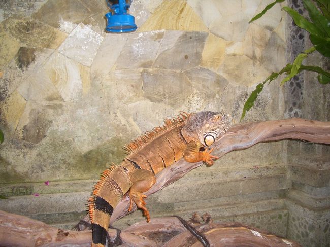 次の日は、動物園へ行きました。動物好きの我が家には、外せないコースです。<br />入り口でイグアナくんが待ってます。<br />あまり広くはないですが、なかなか楽しい動物園です。ただ、客はほとんどいないです。