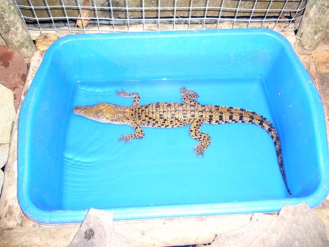 入り口にいる子ワニ。見ていたら、係のお姉さんがにこにこと私の手に乗せてくれました。<br />最初おとなしかったワニくんも、しばらくすると尾をバタバタ振ってきて抵抗・・・。