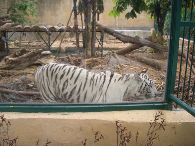 ホワイトタイガーは初めて見ました。