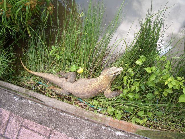 これこれ。あんたが見たくてきたんだよ、コモドドラゴン。全くやる気なしで、微動だにせず。勝手に撮れば？って感じ。