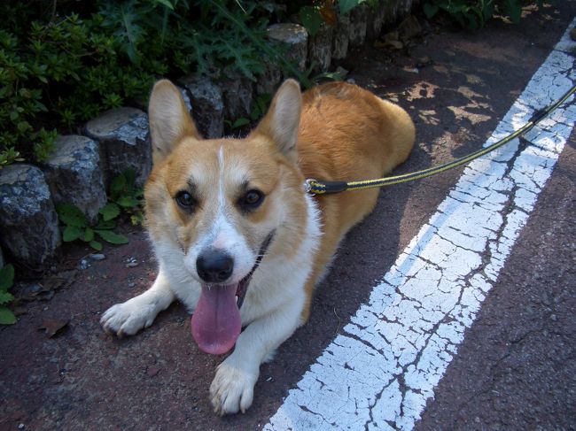 〈おまけ〉<br />今回、初めてペットホテルに泊まったポンタ。<br />疲れたらしく、成田からの車中では死んだように寝てました。