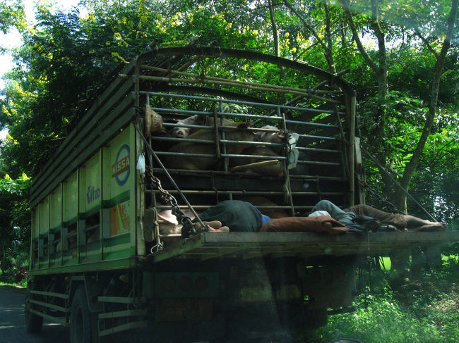 マンダレーからシェアタクシーに乗って、メイミョー（ピンウールィン）へ。<br /><br />路面は良好。<br /><br />豚と昼寝の荷台。